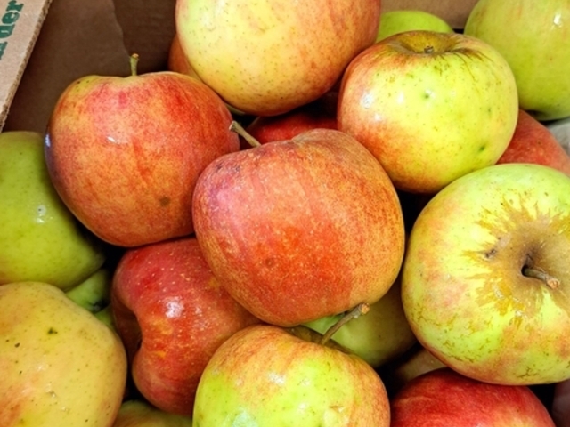 Apple Loose - Jona Gold (LOCAL)**